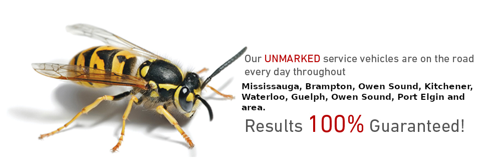 Residential Pest Control, Mississauga Pest Control, Brampton Pest Control, Owen Sound Pest Control, Kitchener Pest Control, Waterloo Pest Control, Spider Control, Rodent Control, Wildlife Removal, Bat Removal, Bird Removal, Insect Removal, Exterminator, Huronia, Kitchener, Waterloo, Guelph, Spiders, Ants, Earwigs, Wasps, Hornets, Bees, Fleas, Mice, Rats