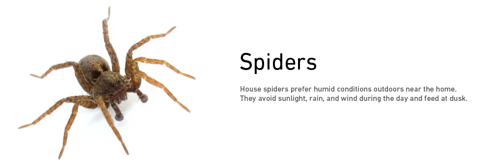 spiders