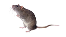 rat